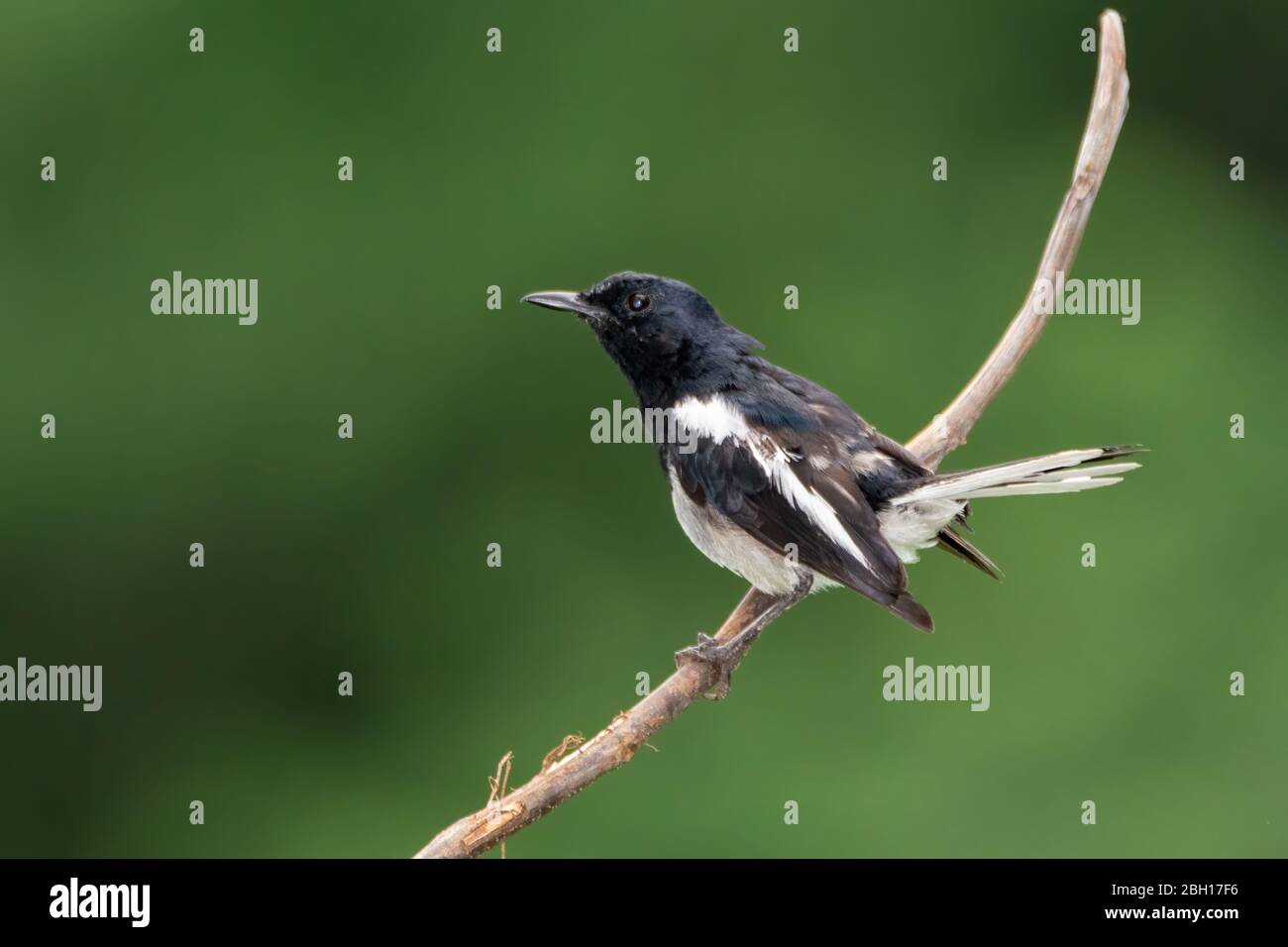 An Oriental Magpie-robin (Copsychus saularis), resting on a perch. A small passerine bird present in the Indian subcontinent and some parts of Southea Stock Photo