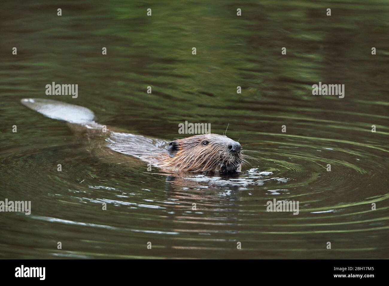 North American beaver, Canadian beaver (Castor canadensis), swimming, Canada, Ontario, Algonquin Provincial Park Stock Photo