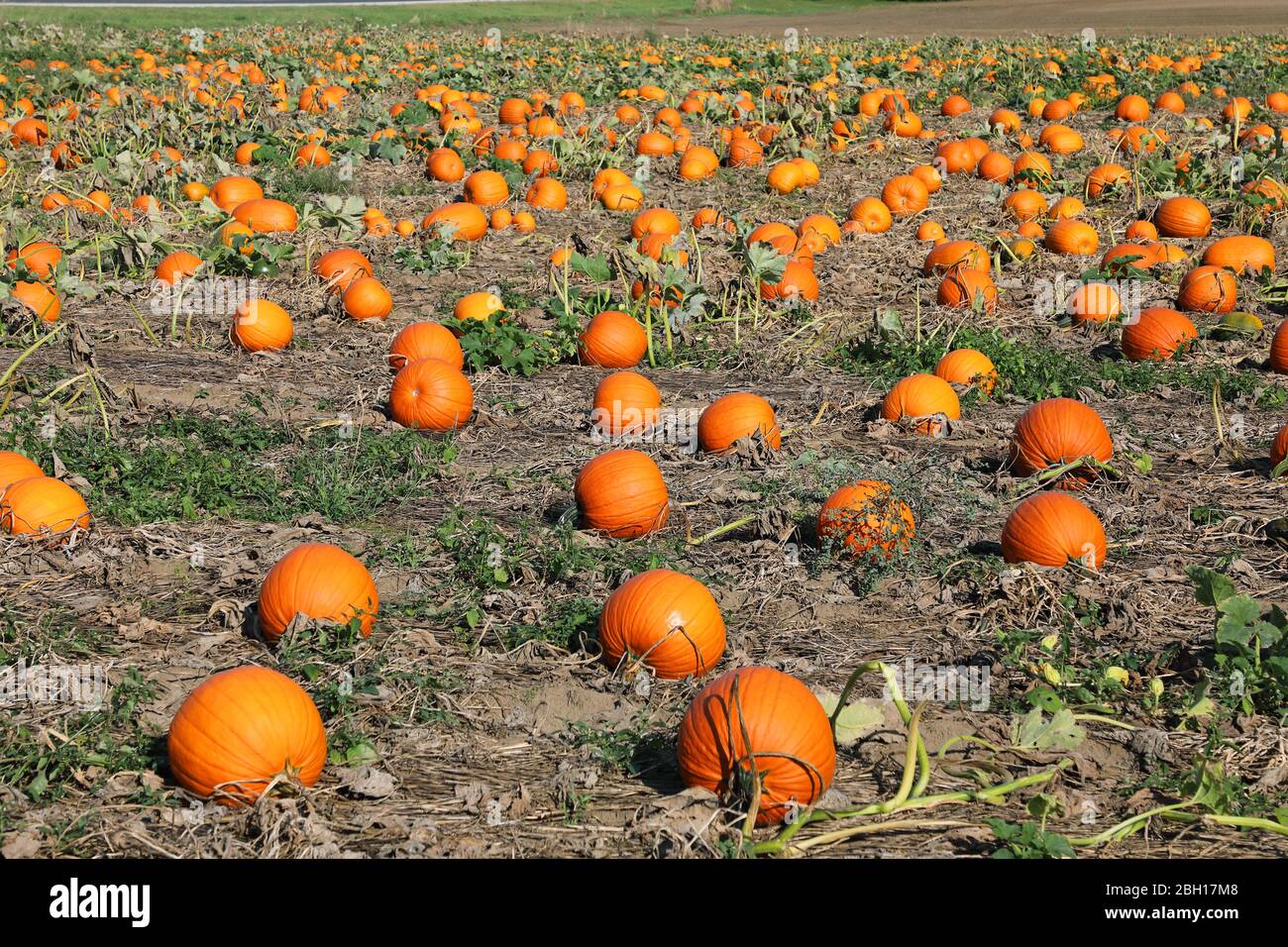 marrow, field pumpkin (Cucurbita pepo), field pumpkins in a field near Talbotville, Canada, Ontario Stock Photo