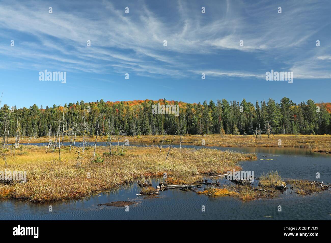 moorland around Wolf Howl Pond, Canada, Ontario, Algonquin Provincial Park Stock Photo
