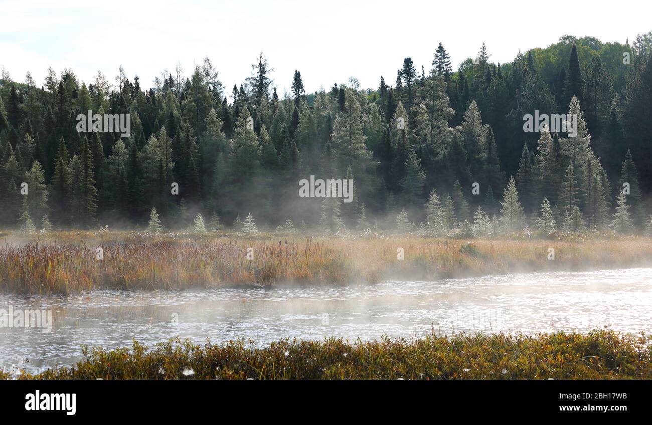 hoarfrost in moorland at Costello Creek near Opeongo Road, Canada, Ontario, Algonquin Provincial Park Stock Photo