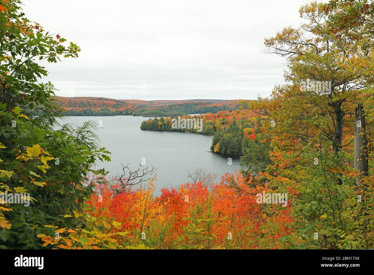 colouring of the leaves in autumn at Peck Lake, Canada, Ontario, Algonquin Provincial Park Stock Photo