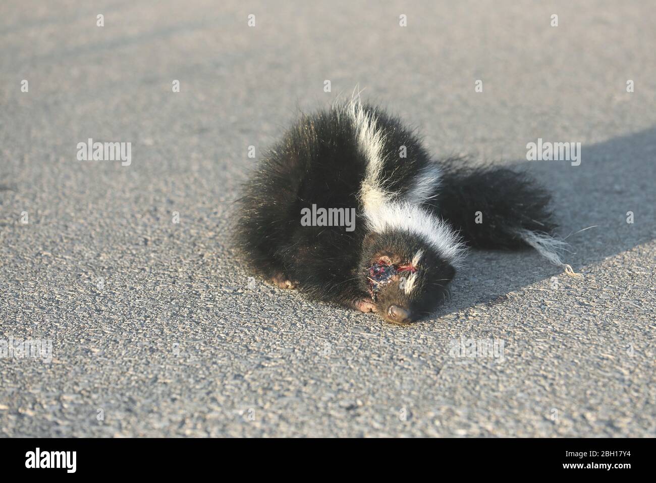 striped skunk (Mephitis mephitis), roadkill, Canada, Ontario Stock Photo