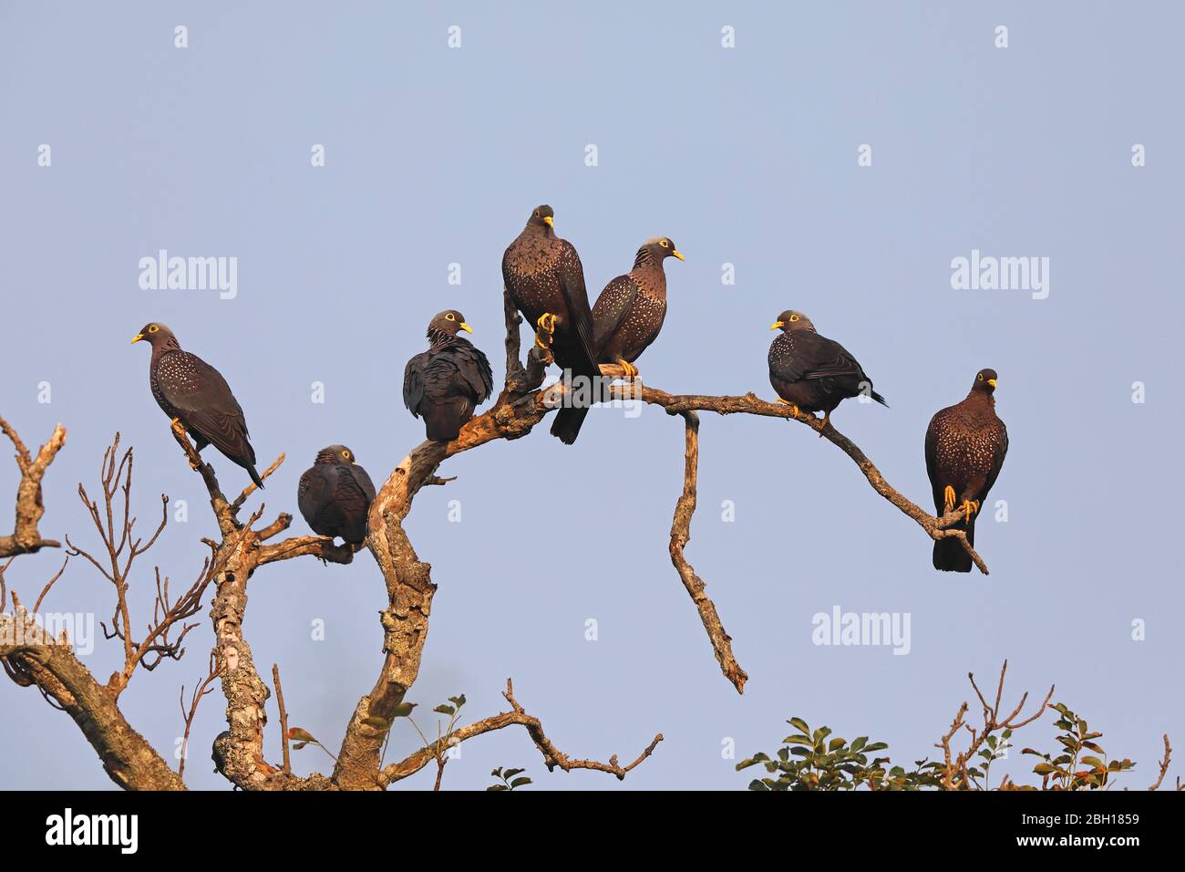 spotted pigeon (Columba maculosa), group sitting on a tree, South Africa, KwaZulu-Natal, iSimangaliso National Park Stock Photo