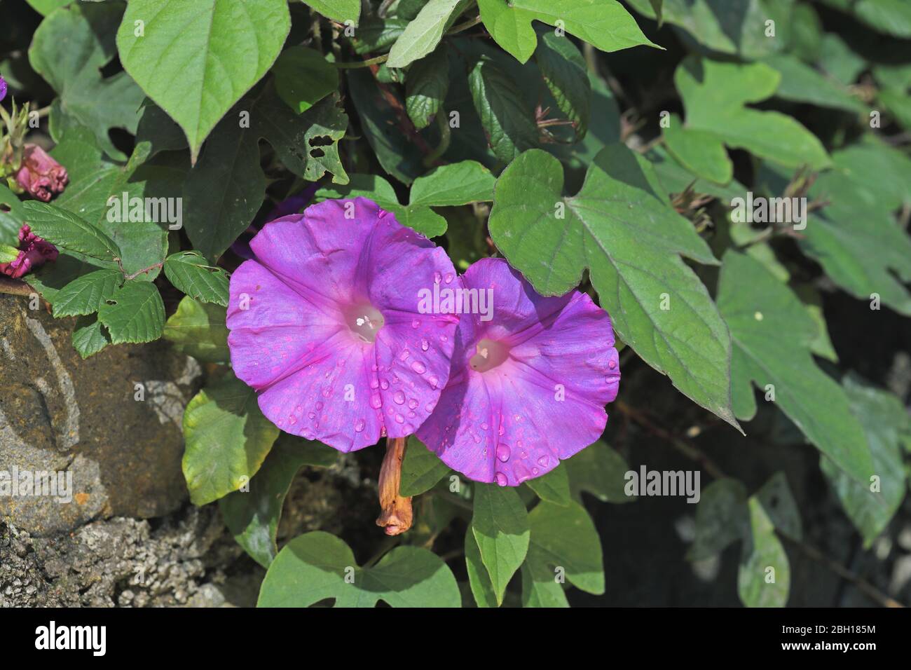 Blue morning glory, Oceanblue morning glory, Koali awa, Blue dawn flower (Ipomoea indica), flowers with raindrops at the Anaga Mountains, Canary Islands, Tenerife, Anaga Stock Photo