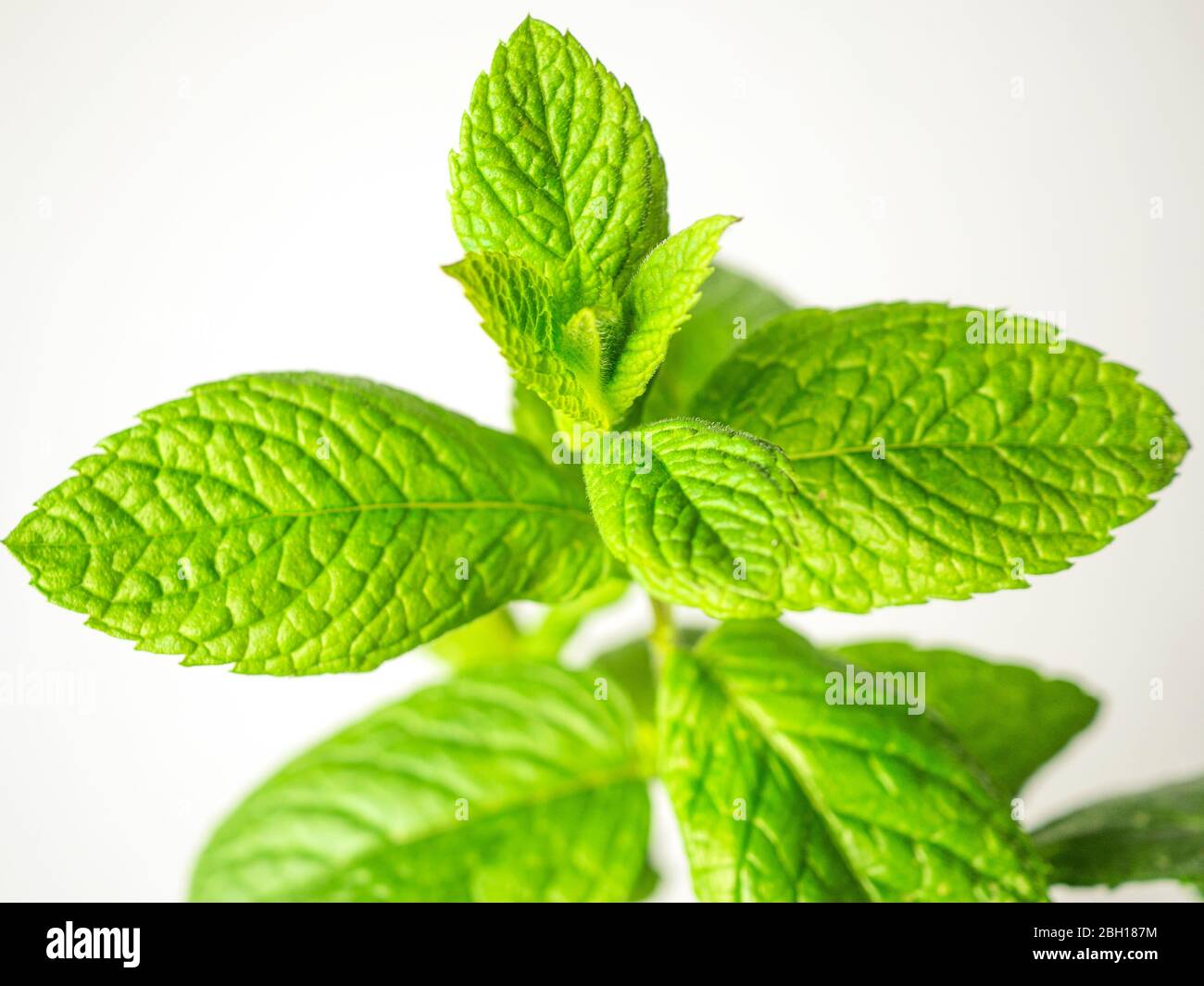 Spearmint leaves against a white background Stock Photo