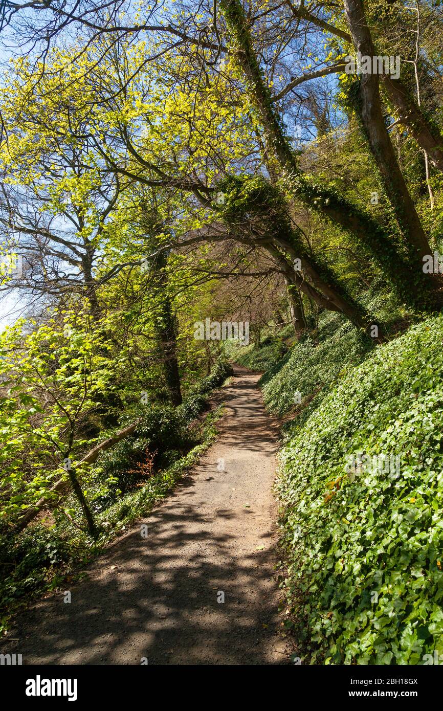 Walking in woodland along the Fife Coastal Footpath between Burntisland and Aberdour,Fife, Scotland. Stock Photo