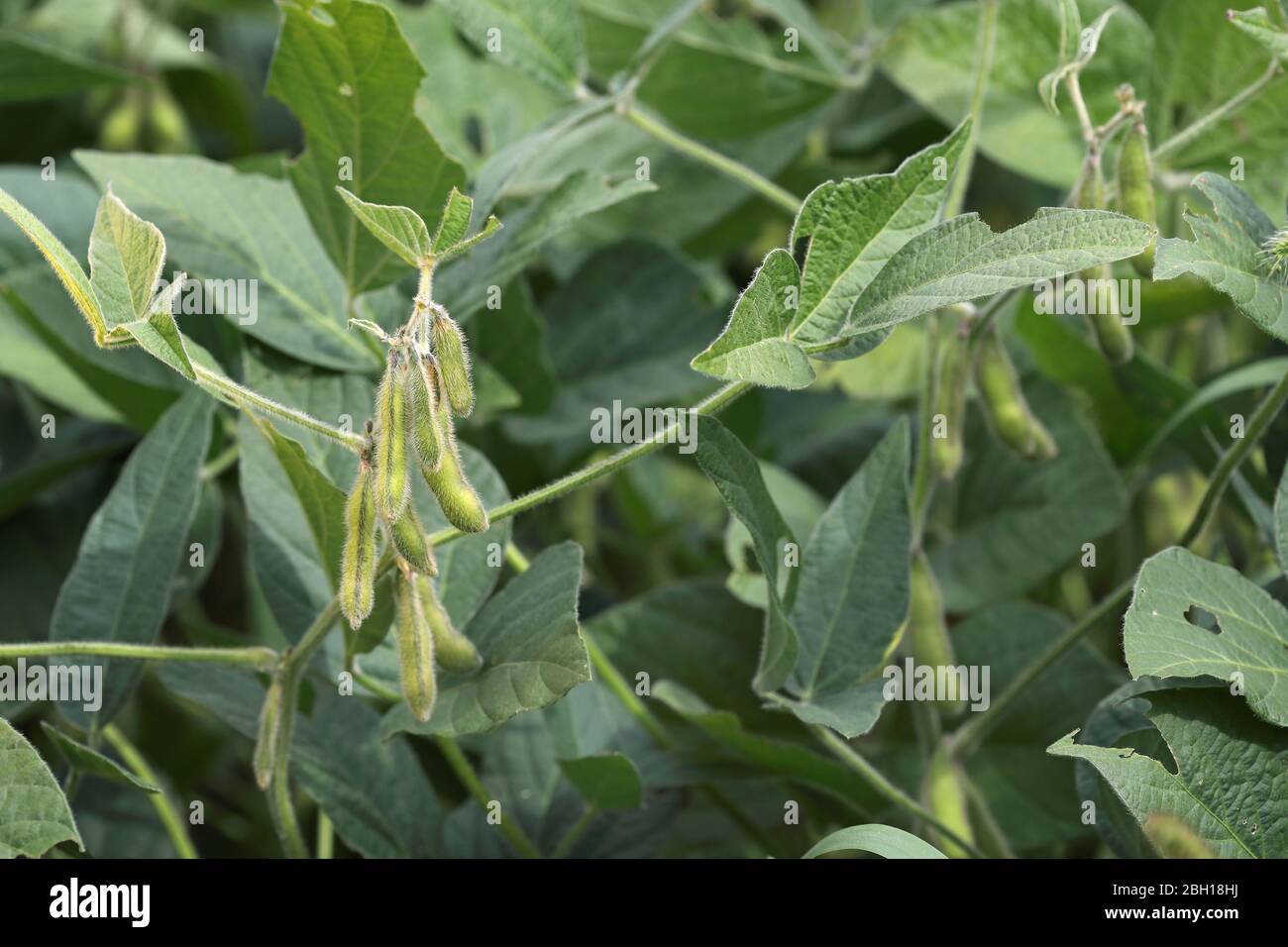 soybean, soy bean (Glycine max), pods, Canada, Ontario Stock Photo