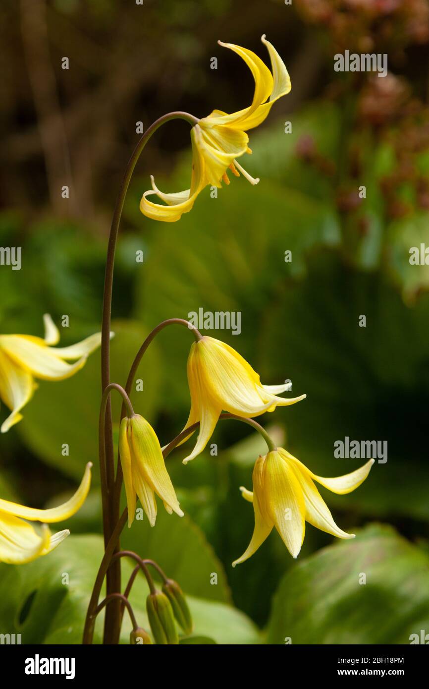 Erythronium Pagoda dog's tooth violet of the lily family, Fife, Scotland. Stock Photo