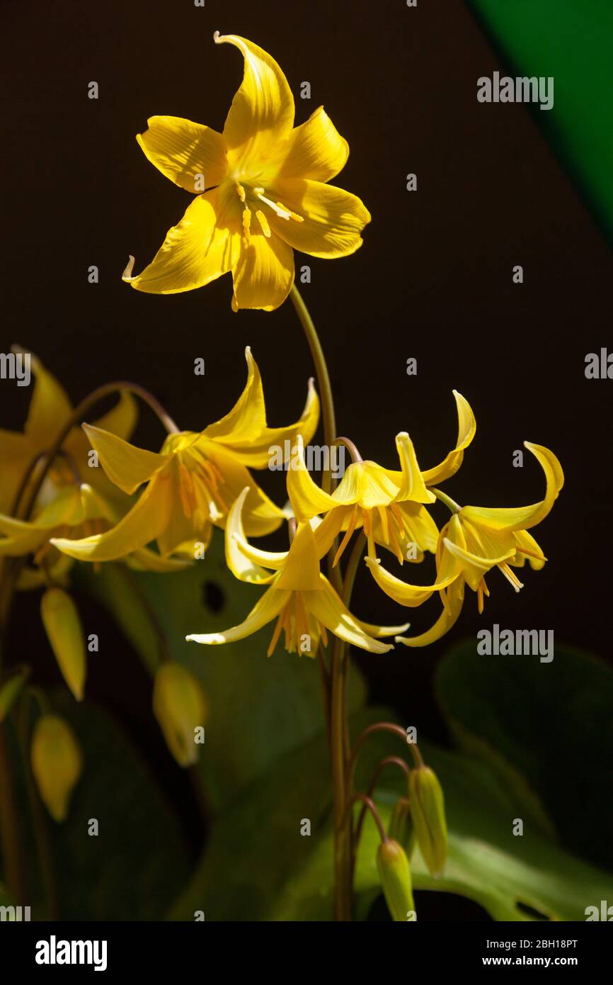 Erythronium dog's tooth violet of the lily family, Fife, Scotland. Stock Photo