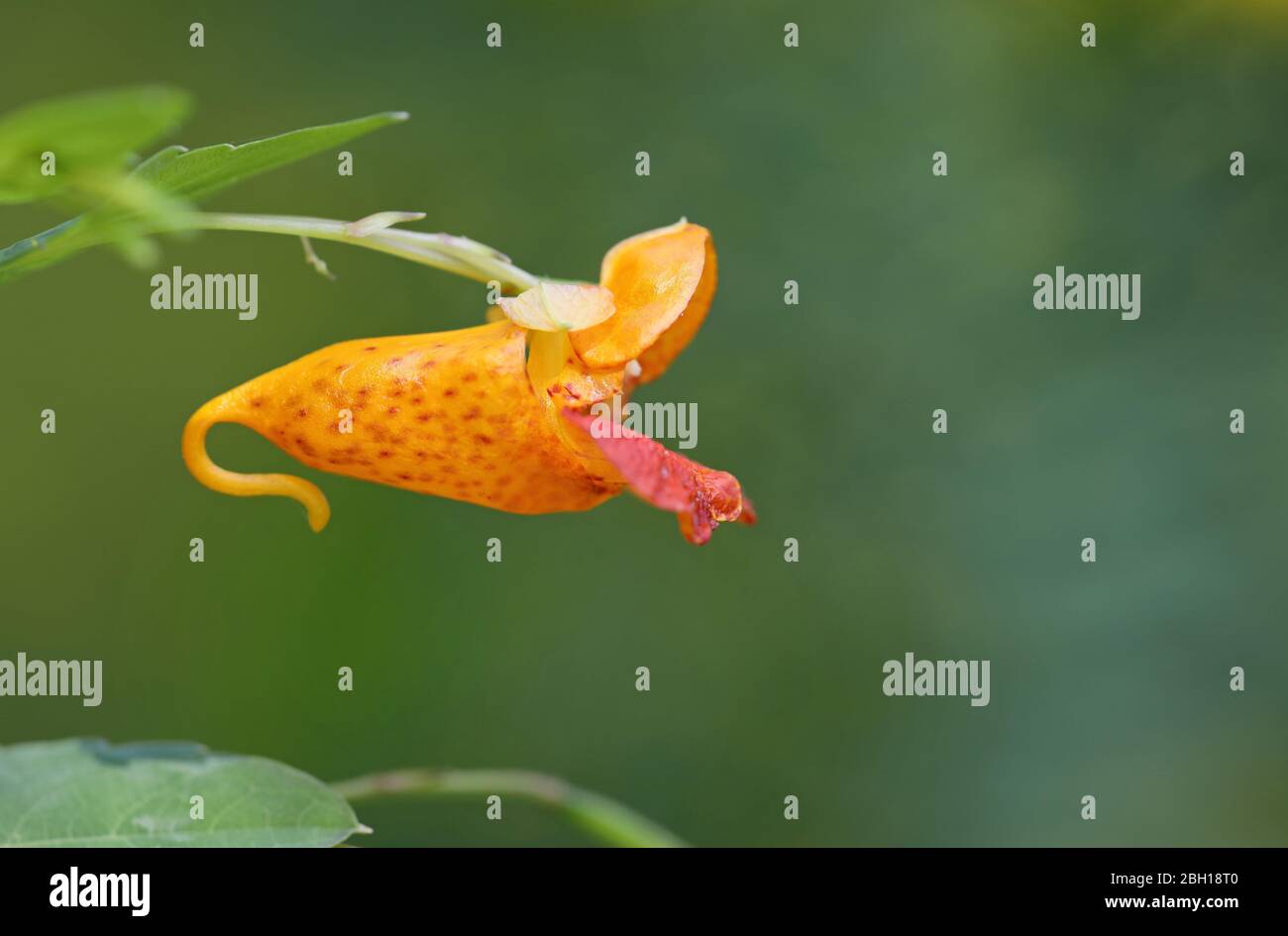 wild-touch-me-not, spotted jewelweed (Impatiens capensis), flower, Canada, Ontario, Long Point Park Stock Photo