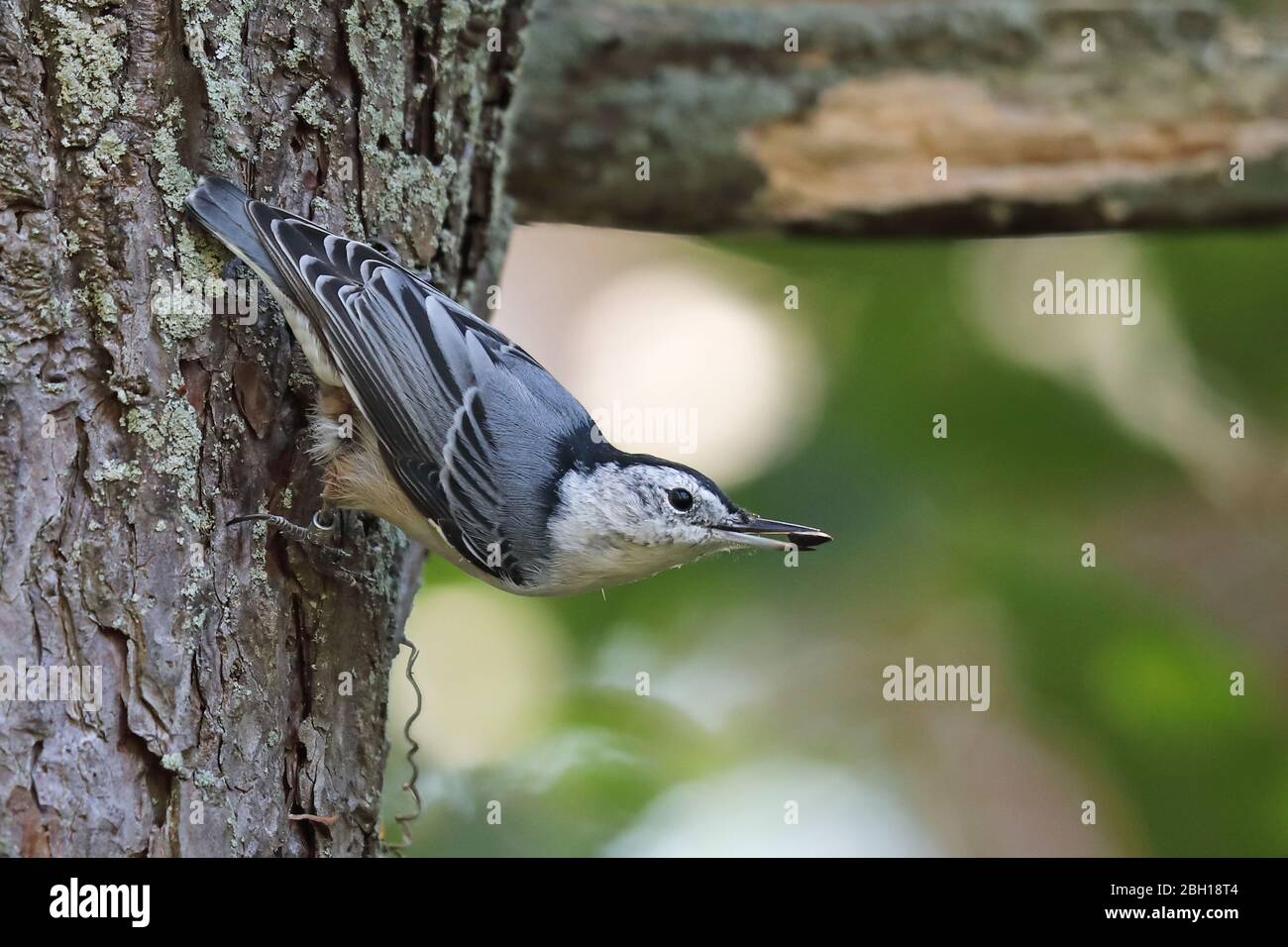 White-breasted nuthatch (Sitta carolinensis), runs down a pine trunk, Canada, Ontario, Long Point Park Stock Photo