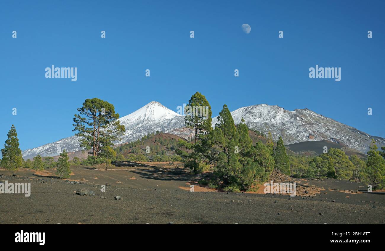 Pico del Teide with fresh snow and lava fields in front and moon, Canary Islands, Tenerife, Teide National Park Stock Photo