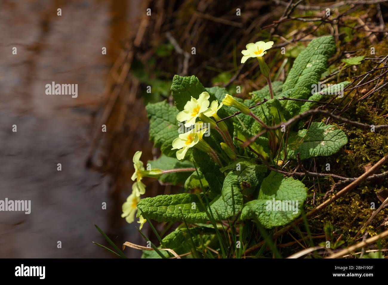 A patch of wild primrose (Primula vulgaris) next to a small stream, Fife, Scotland, UK Stock Photo