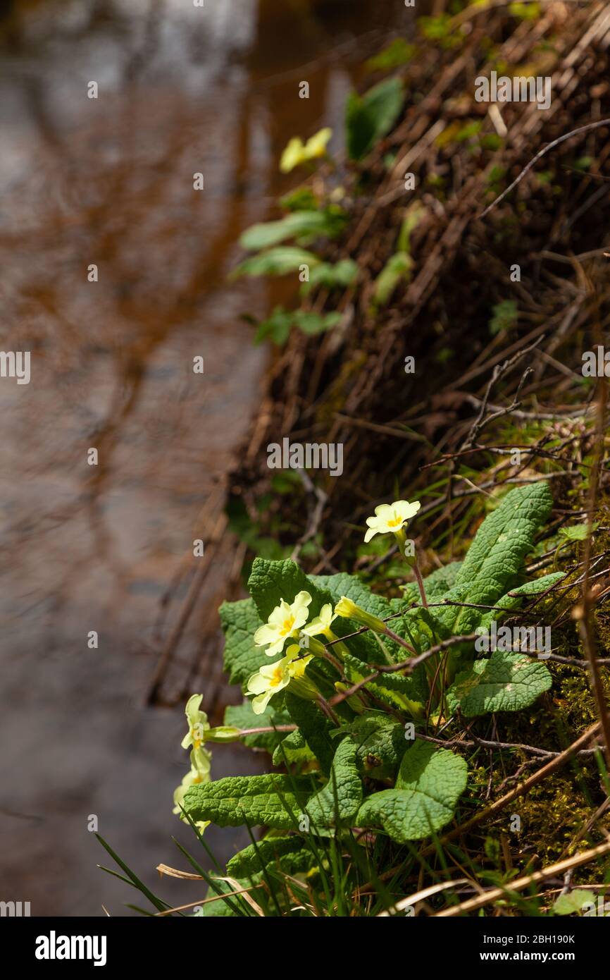A patch of wild primrose (Primula vulgaris) next to a small stream, Fife, Scotland, UK Stock Photo