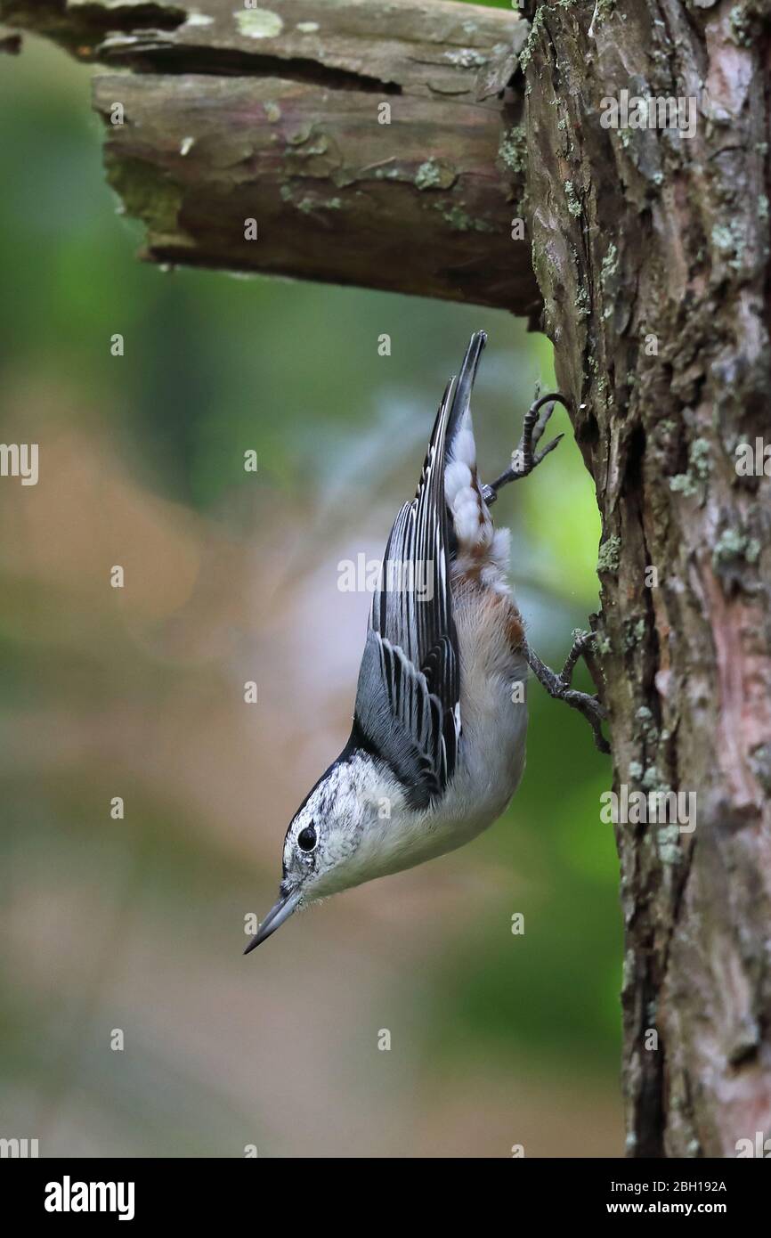 White-breasted nuthatch (Sitta carolinensis), runs down a pine trunk, Canada, Ontario, Long Point Park Stock Photo