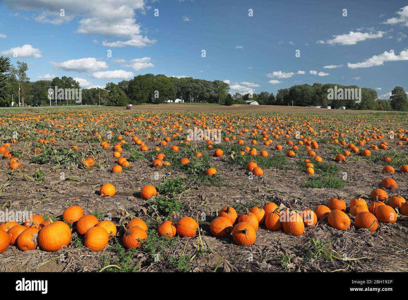 marrow, field pumpkin (Cucurbita pepo), field pumpkins in a field near Talbotville, Canada, Ontario Stock Photo