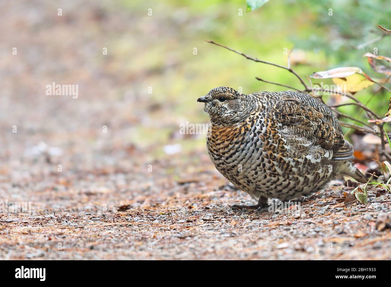 Spruce grouse (Dendragapus canadiensis), female sits on forest path, Canada, Ontario, Algonquin Provincial Park Stock Photo