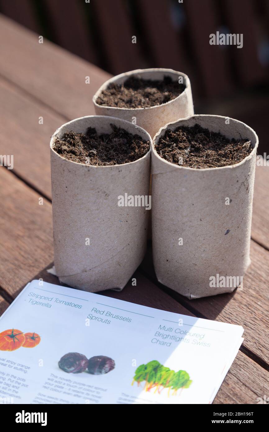 Cardboard toilet roll holders reused as planters Stock Photo Alamy