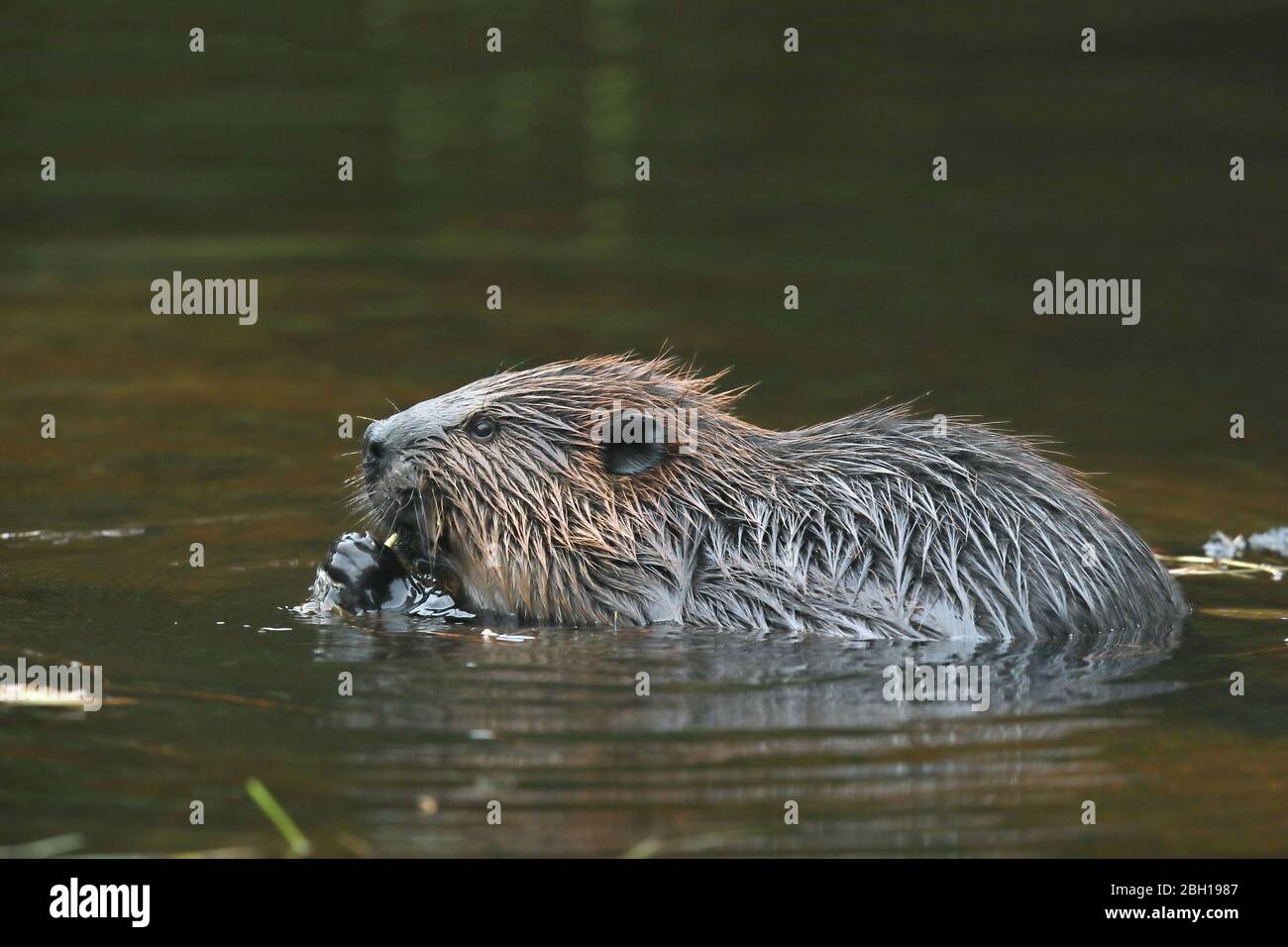 North American beaver, Canadian beaver (Castor canadensis), feeds on plants in water, Canada, Ontario, Algonquin Provincial Park Stock Photo