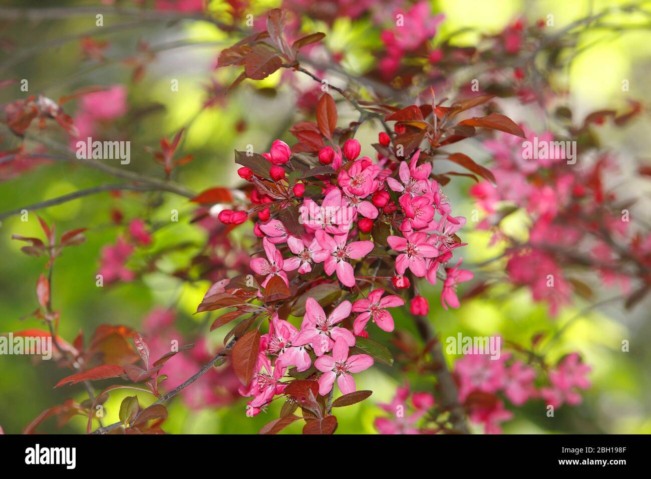 Eley Crabapple (Malus x purpurea, Malus purpurea), blooming branch Stock Photo