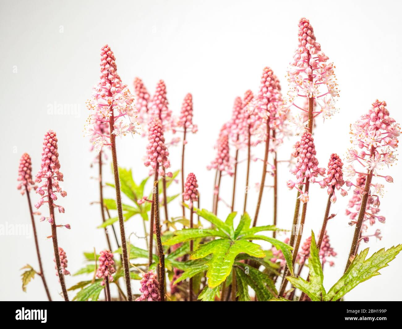Tiarella Pink Skyrocket flowers against a white background Stock Photo