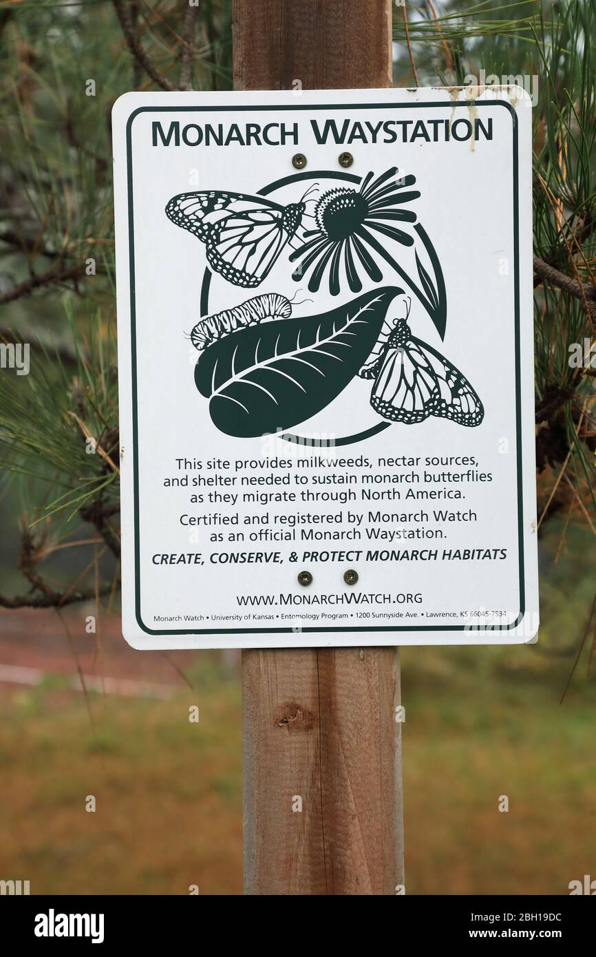 monarch butterfly, milkweed (Danaus plexippus), stepp stone biotop for migrating butterflies, information sign at Arowhon Lodge, Canada, Ontario, Algonquin Provincial Park Stock Photo