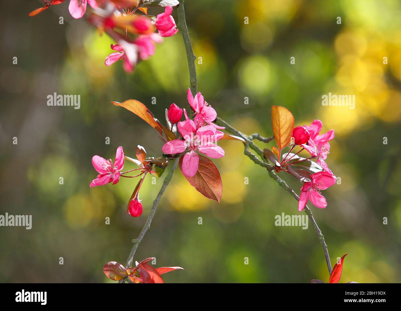 Eley Crabapple (Malus x purpurea, Malus purpurea), blooming Stock Photo