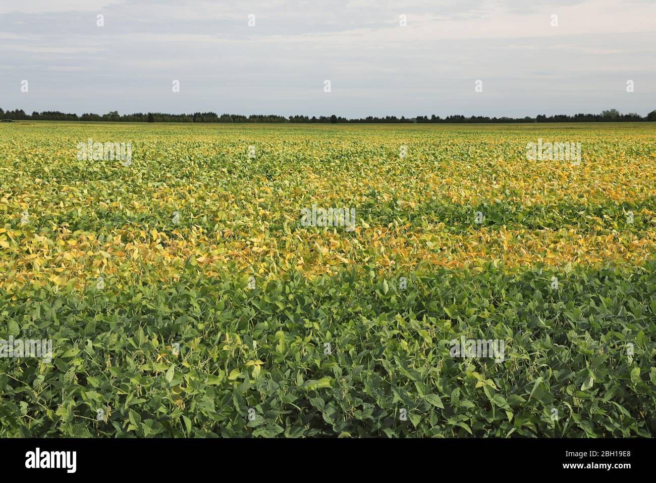 soybean, soy bean (Glycine max), large field near Leamington, Canada, Ontario Stock Photo