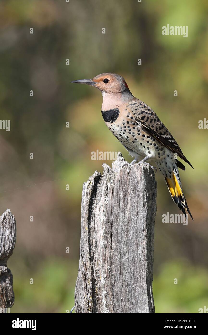 Common flicker (Colaptes auratus), female sits on a post, Canada, Ontario, Point Pelee National Park Stock Photo