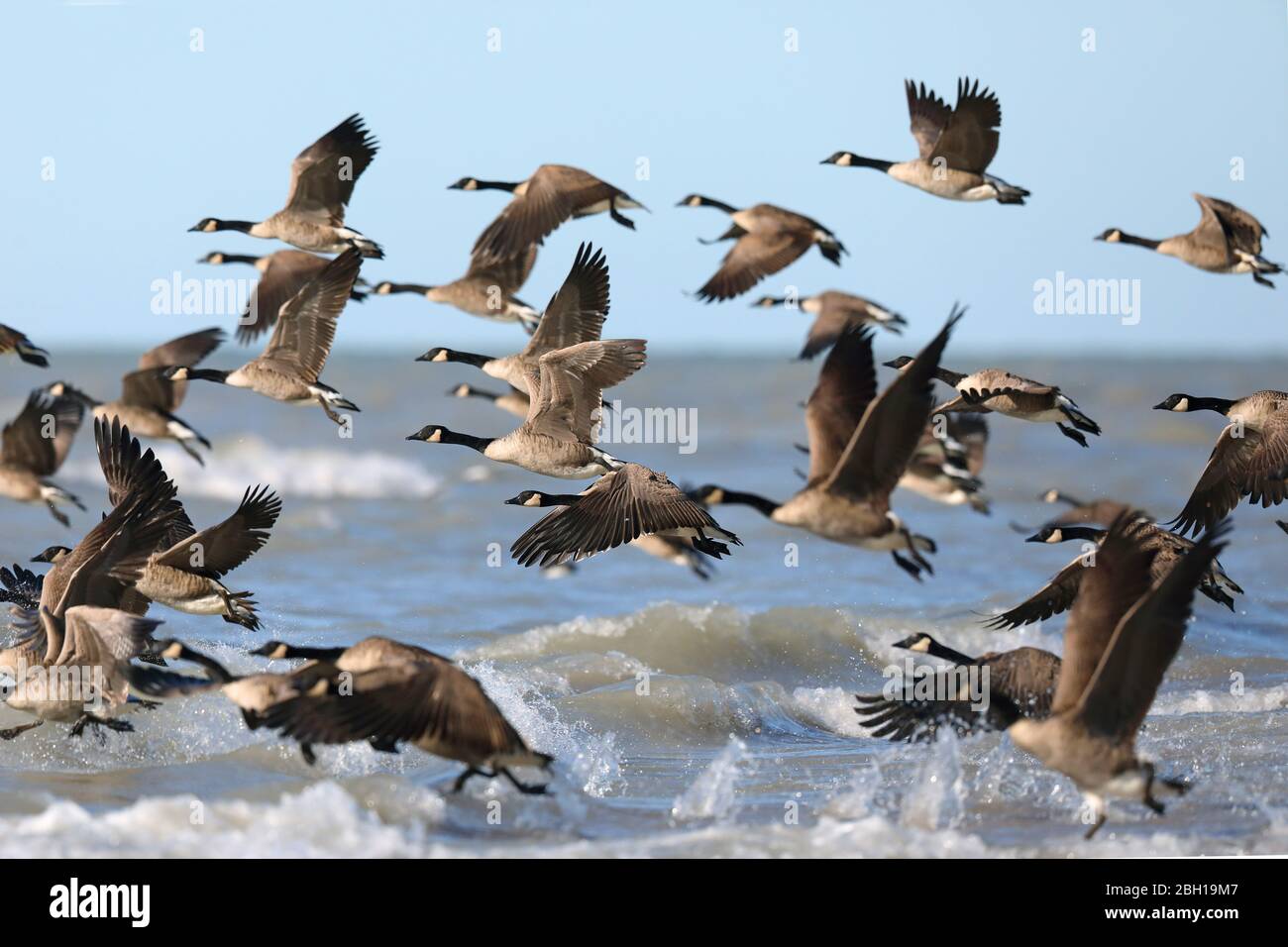 Canada goose (Branta canadensis), group takes off lake shore, Canada, Ontario, Long Point Park Stock Photo