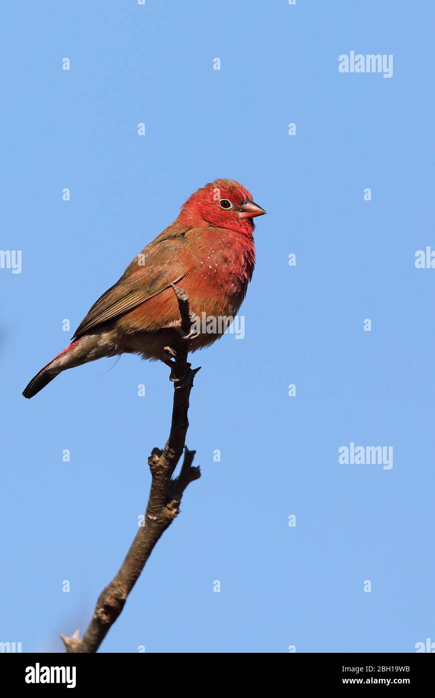 Red-billed fire finch (Lagonosticta senegala), male perches on a branch, South Africa, Lowveld, Krueger National Park Stock Photo