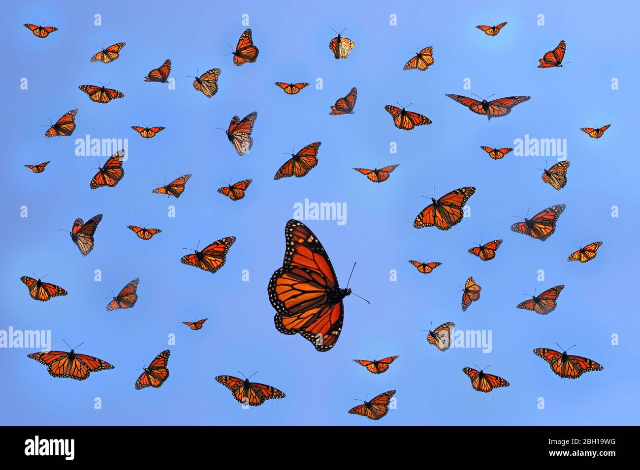 monarch butterfly, milkweed (Danaus plexippus), Composition of migrating butterflies, Canada, Ontario, Long Point Park Stock Photo