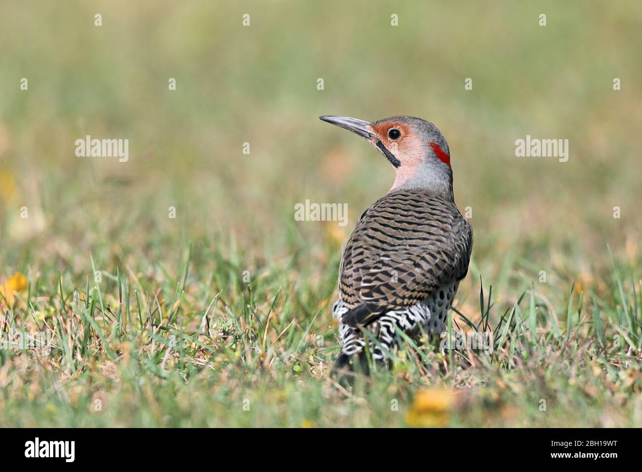Common flicker (Colaptes auratus), male sits on the ground, Canada, Ontario, Point Pelee National Park Stock Photo