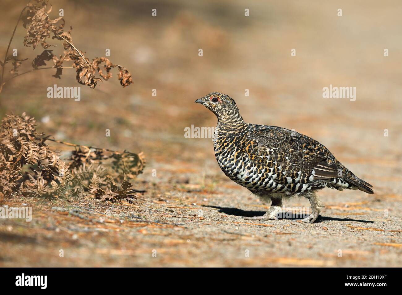 Spruce grouse (Dendragapus canadiensis), female stands at forest edge, Canada, Ontario, Algonquin Provincial Park Stock Photo