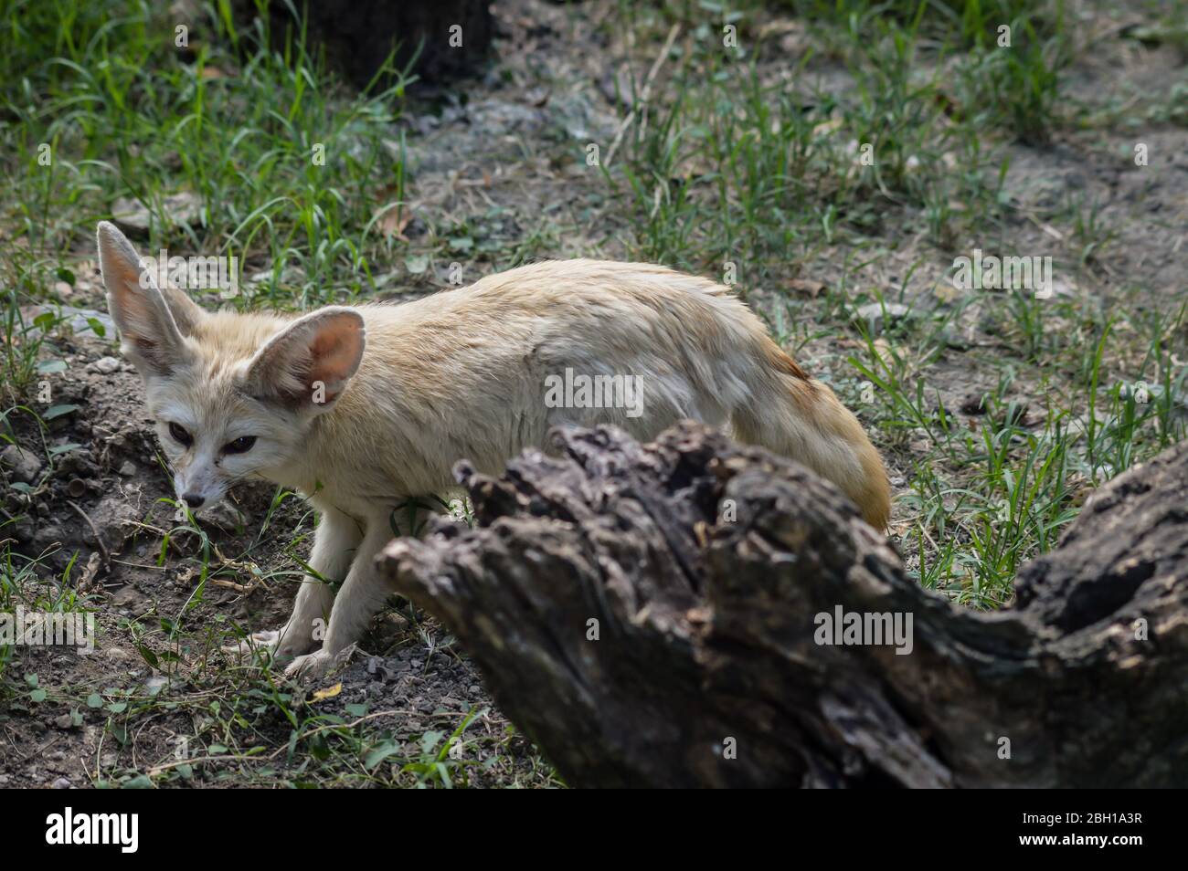 Photo of a little Fennec fox standing in the grass in a ray of light. (Vulpes zerda). Wild life