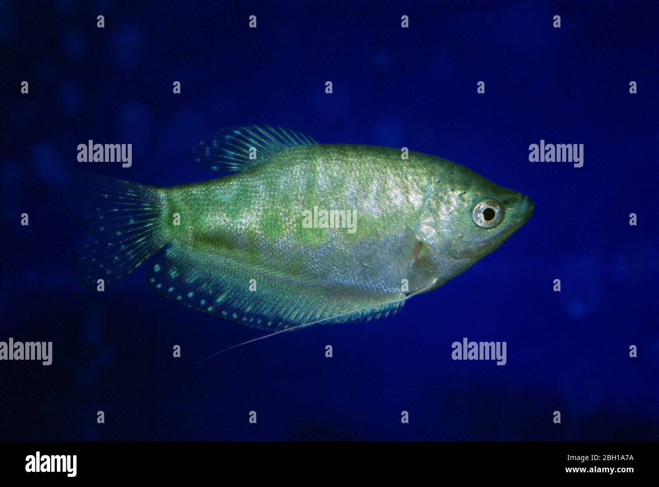 Three spot or Blue gourami (Trichopodus trichopterus), marble or "Cosby" var. Stock Photo