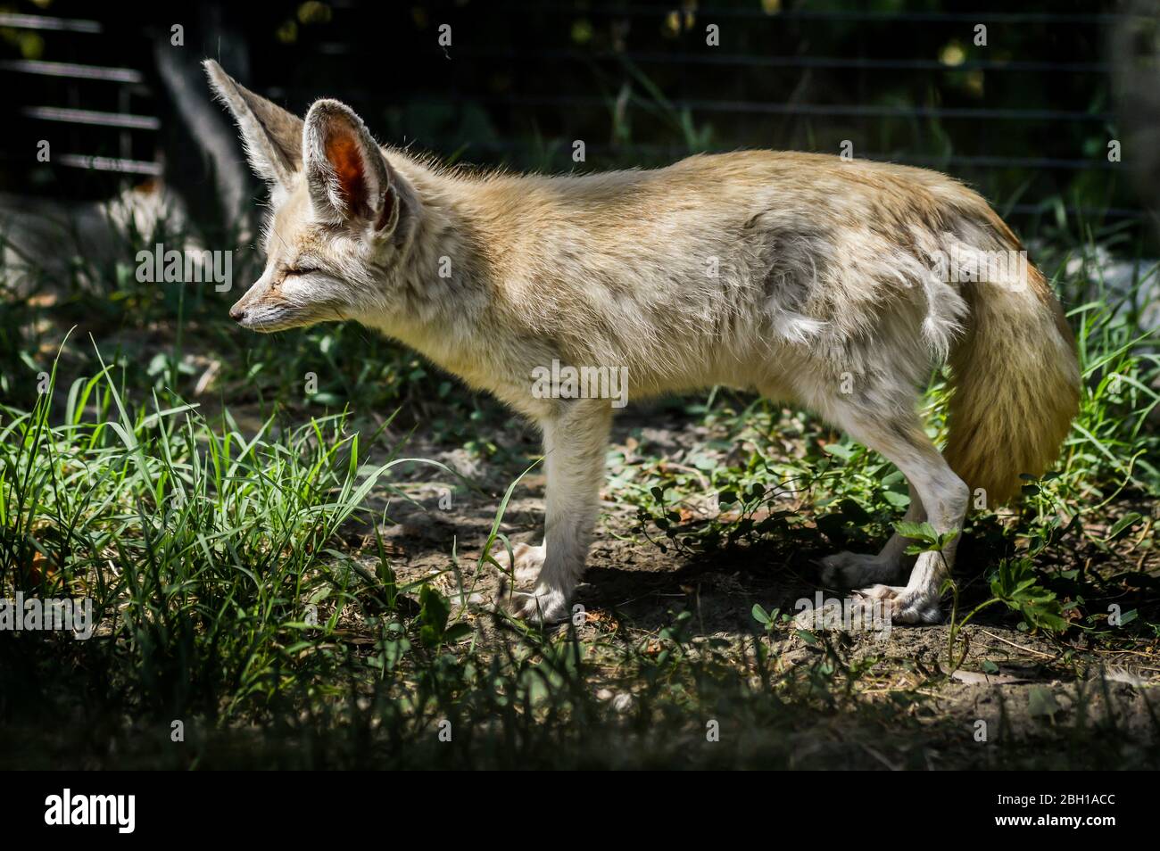 Photo of a little Fennec fox standing in the grass in a ray of light. (Vulpes zerda). Wild life