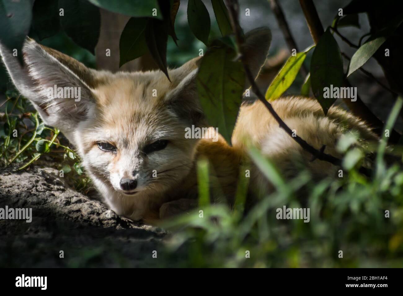 Close up of a little Fennec fox resting in the grass in a ray of light. (Vulpes zerda). Wild