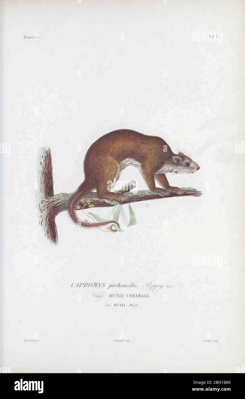 The prehensile-tailed hutia (Mysateles prehensilis [Here as Capromys ...