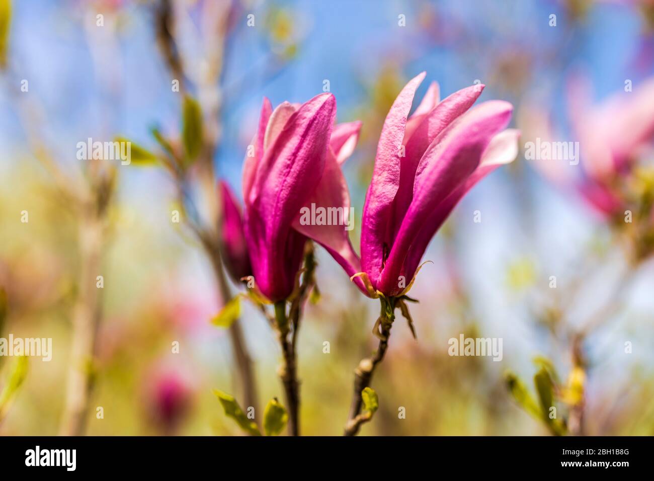 Magnolia flower bloom on background of blurry Magnolia flowers on Magnolia tree. Stock Photo