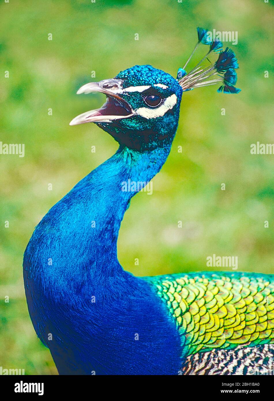 Male Common or Indian Peafowl,  (Pavo cristatus.) Calling. Stock Photo