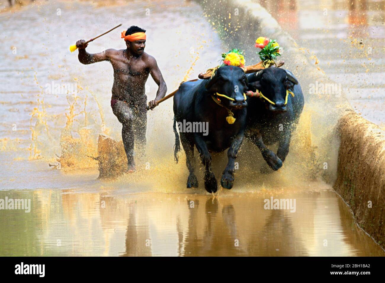 kambala cattle buffalo race held in the district of mangalore,karnataka,south india,india,harvest festival,asia,kambala kerala,kampala Stock Photo