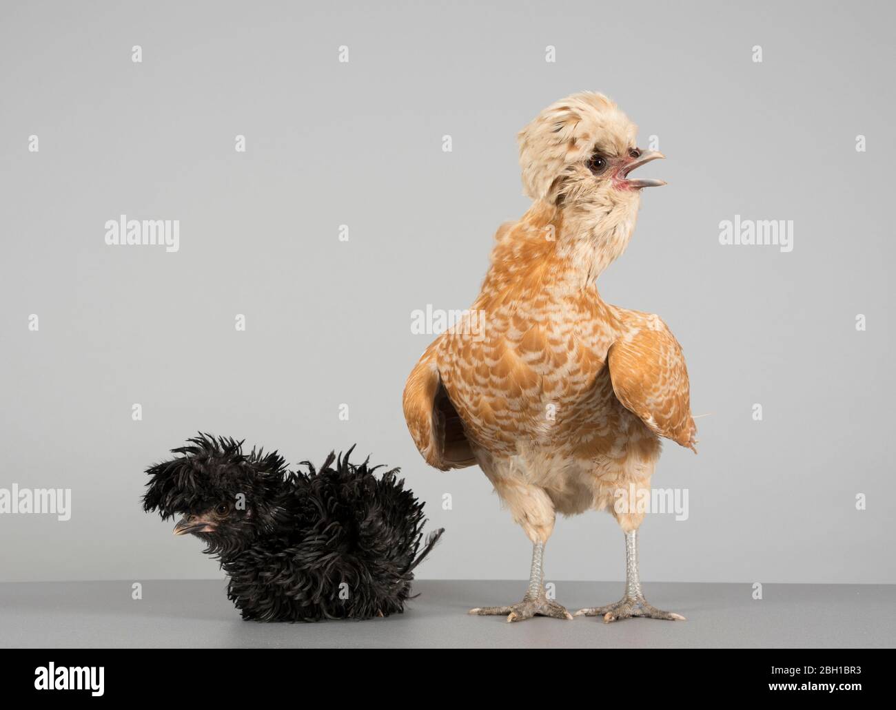 Chickens, male polish frizzle (black) and a female polish crested, UK. Stock Photo
