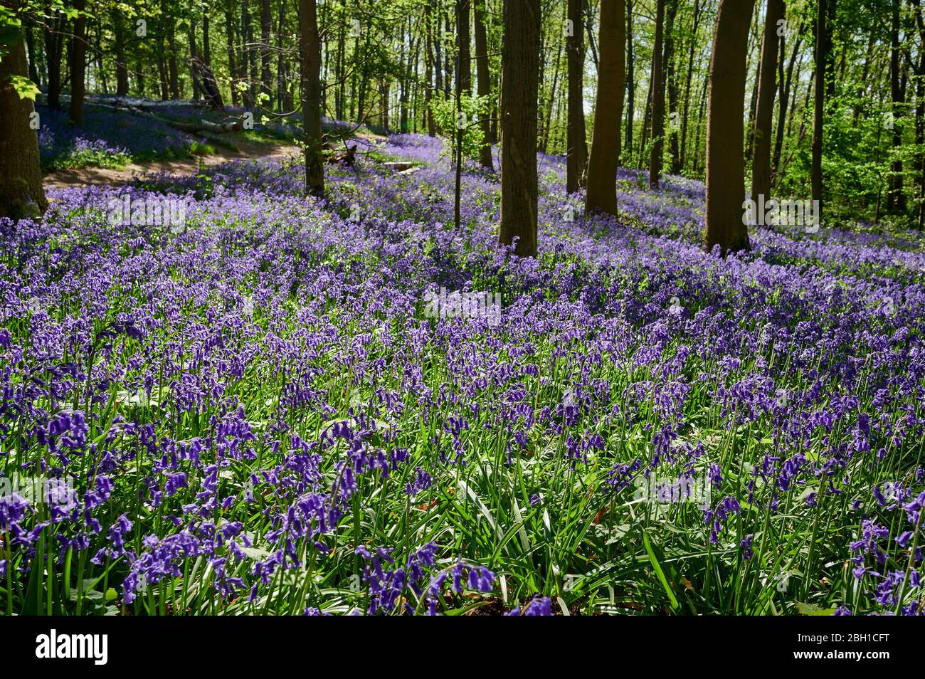 Bluebell wood, Bluebells  (Hyacinthoides non-scripta) near Hueckelhoven, Heinsberg, North Rhine-Westphalia, Germany Stock Photo