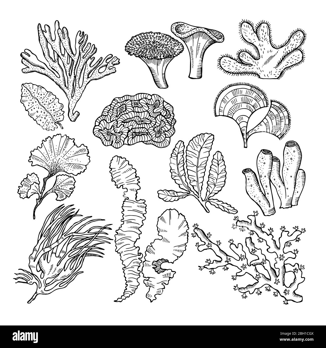 Corals and underwater plants in ocean or aquarium. Vector hand drawn pictures. illustration of underwater plants seaweed algae Stock Vector