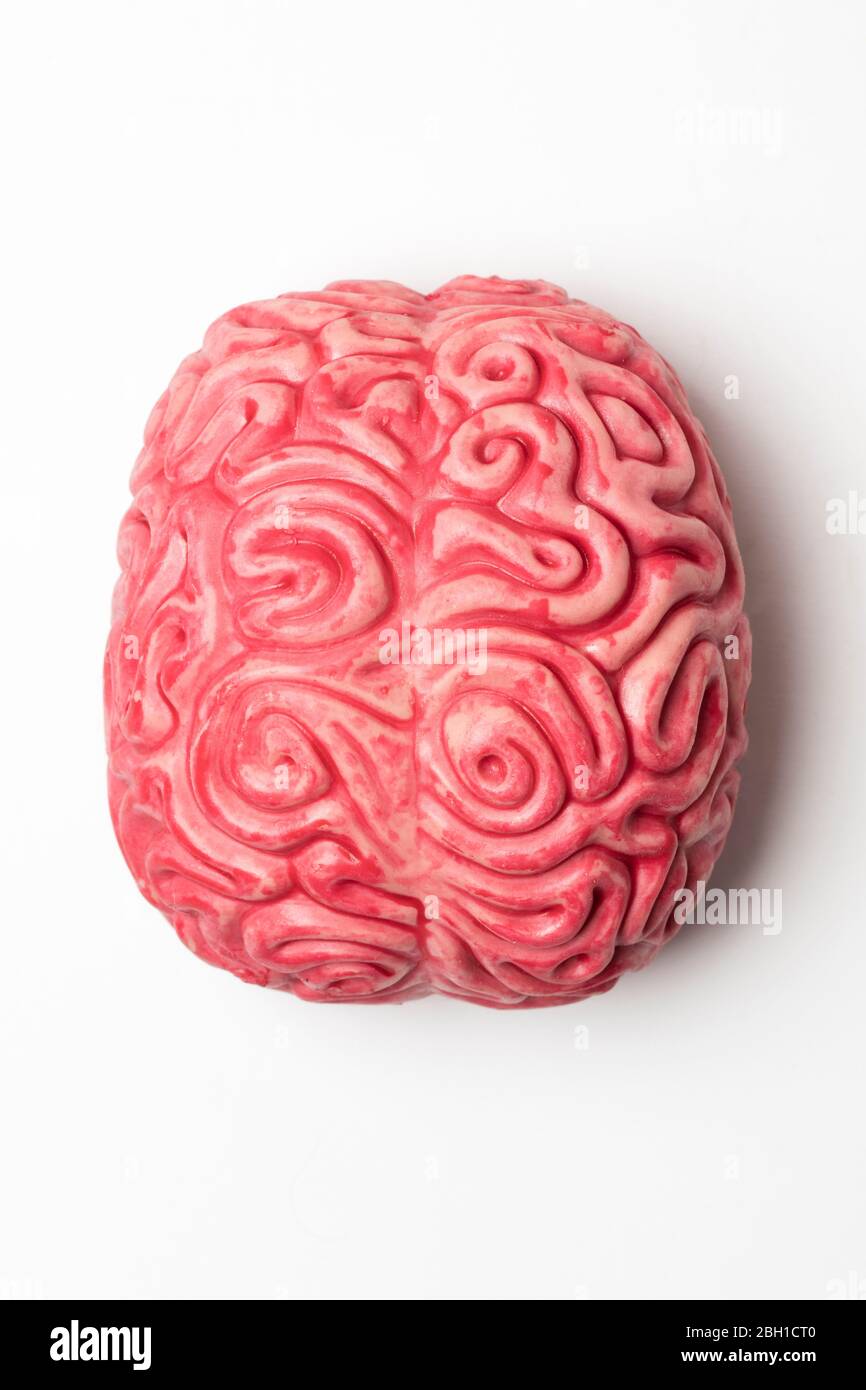 Human brain anatomical model on a plain background Stock Photo