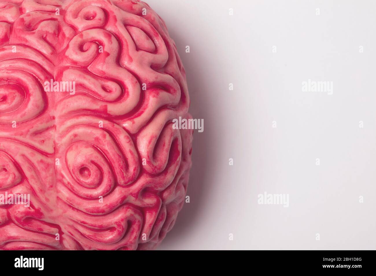 Human brain anatomical model on a plain background Stock Photo