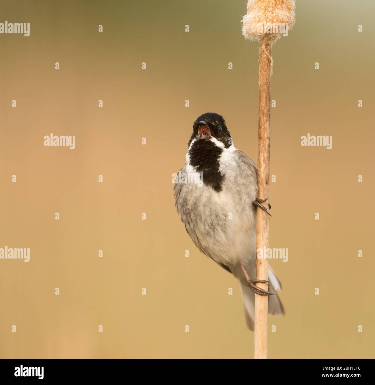 A male Reed Bunting (Emberiza Schoeniclus) in breeding plumage perched on a reed stem and singing with a clean background. Stock Photo