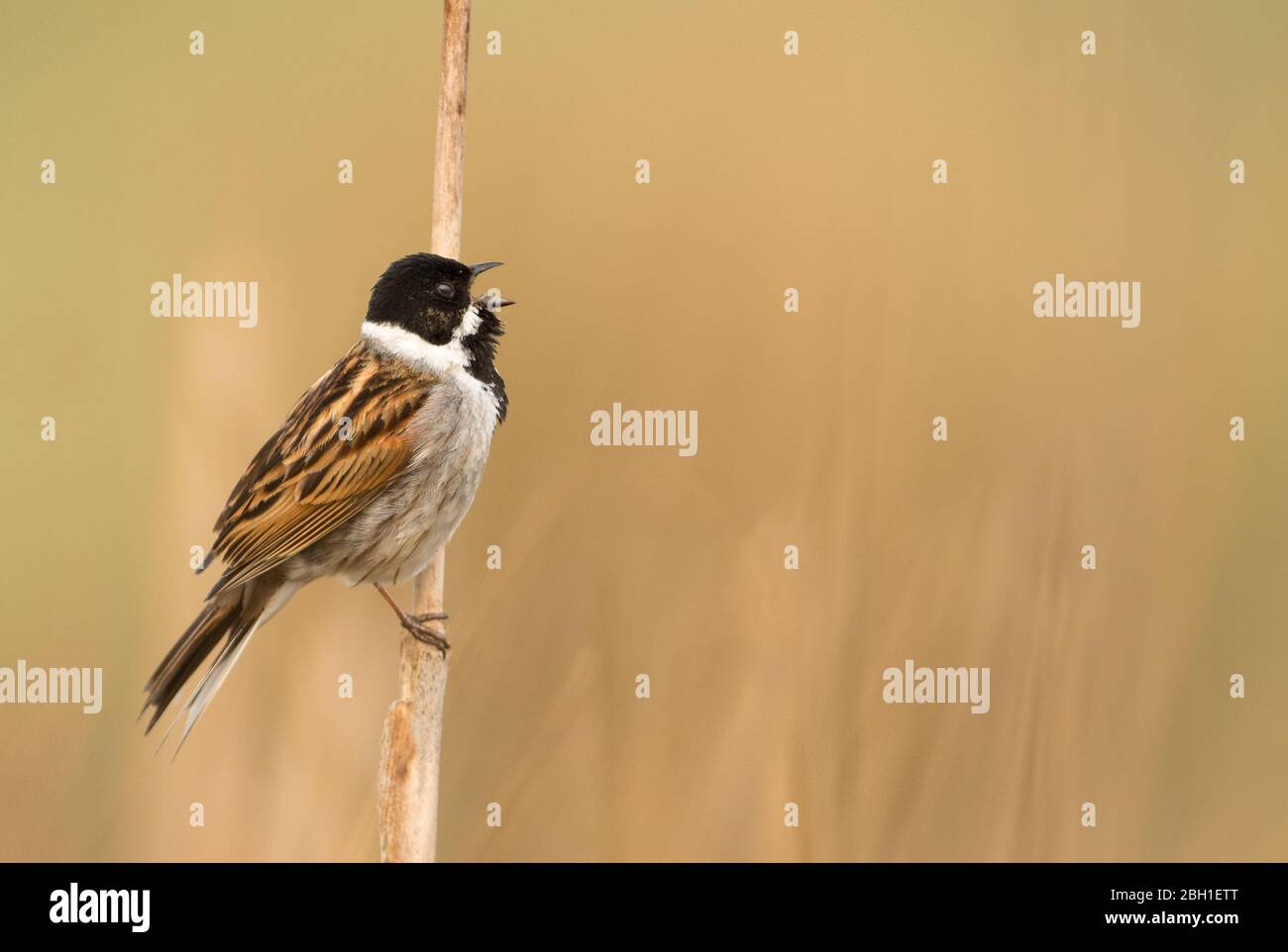 A male Reed Bunting (Emberiza Schoeniclus) in breeding plumage perched on a reed stem and singing with a clean background. Stock Photo